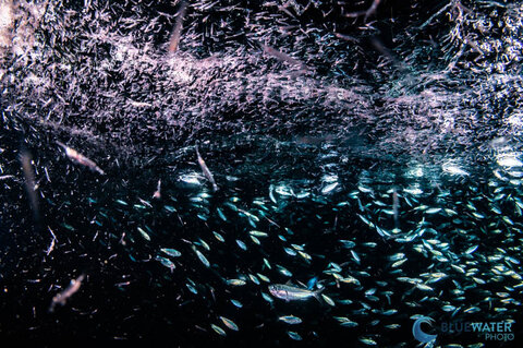 sea of cortez sardines