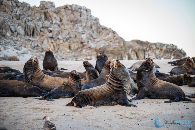 sea of cortez sea lions