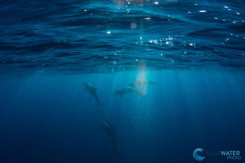 sea of cortez dolphins