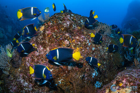 sea of cortez king fish