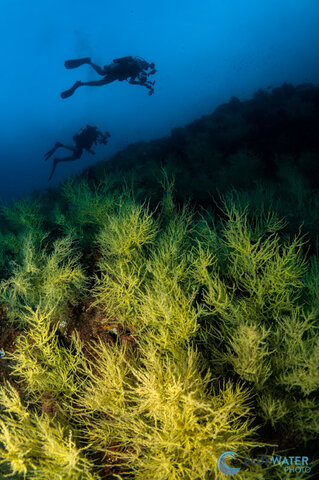 sea of cortez el morro black coral