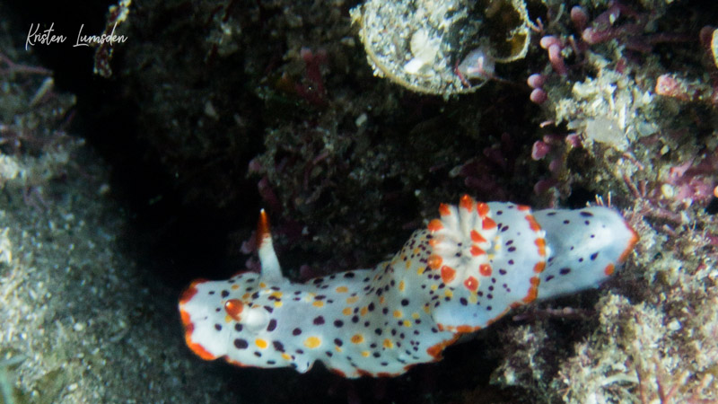 Nudibranch Sea of Cortez