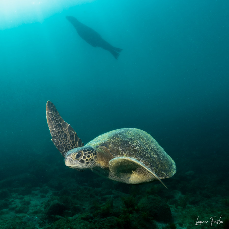 Turtle swims in Sea of Cortez