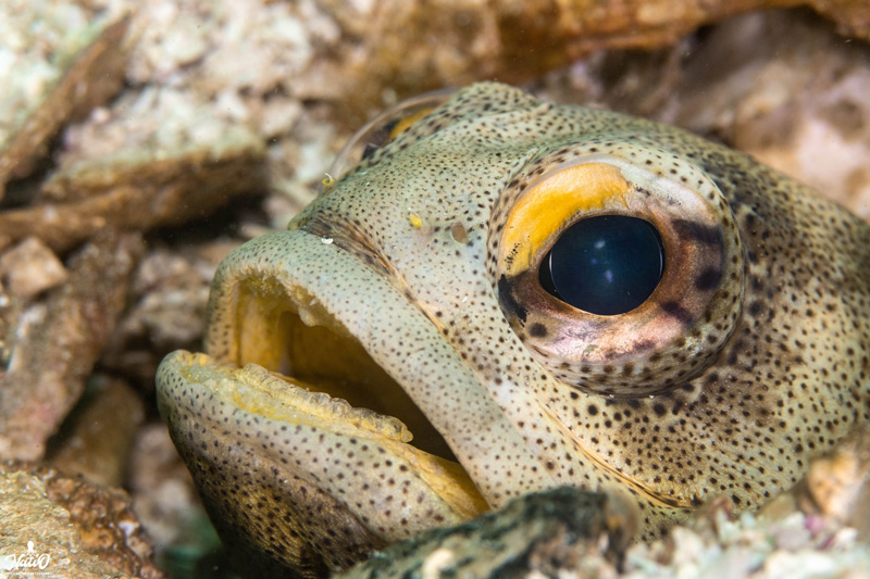 Finespotted jawfish in Sea of Cortez