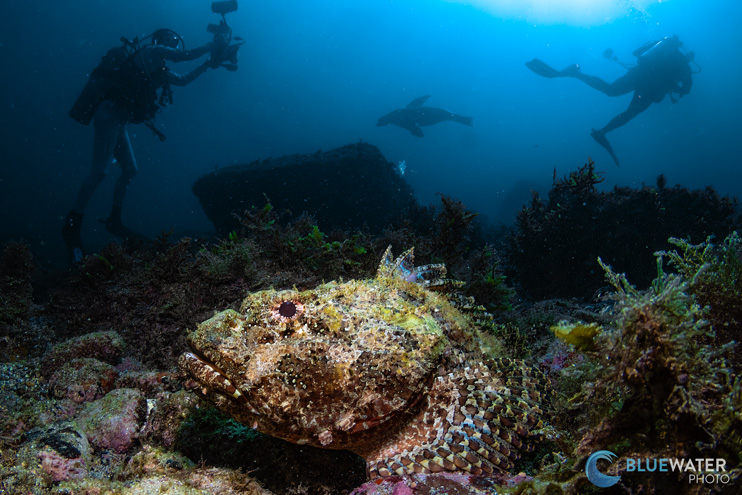 corpionfish Sea of Cortez