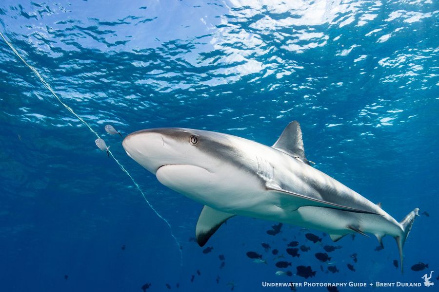 Shark diving in Bimini, Bahamas