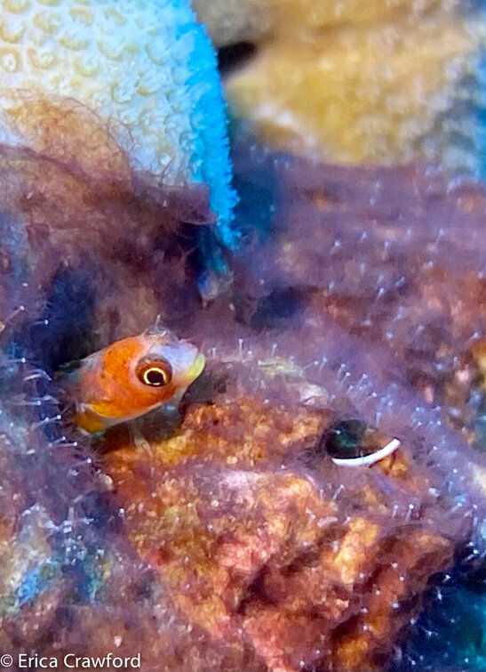 blenny