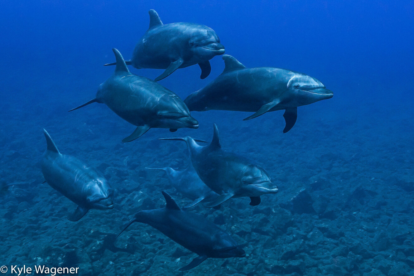 pod of dolphins