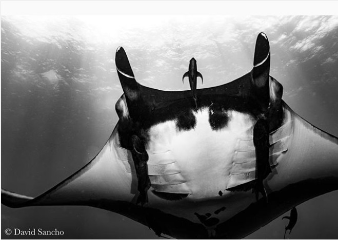 Socorro underwater photography by David Sancho