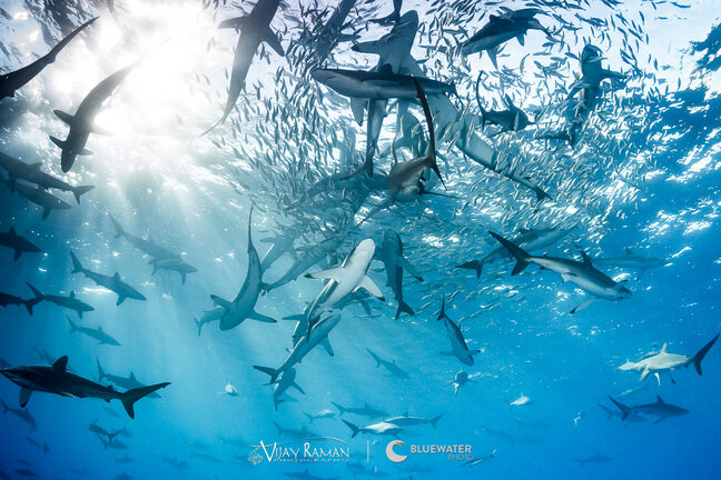 Hundreds of silky sharks in Socorro Islands, Mexico