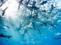 Hundreds of silky sharks in Socorro Islands, Mexico