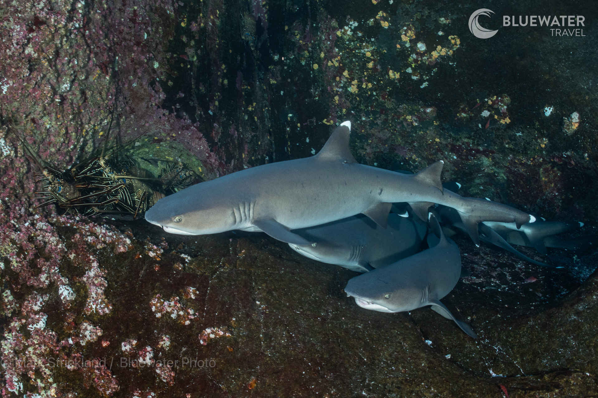 Socorro Trip Report February 2024 - Bluewater Dive Travel