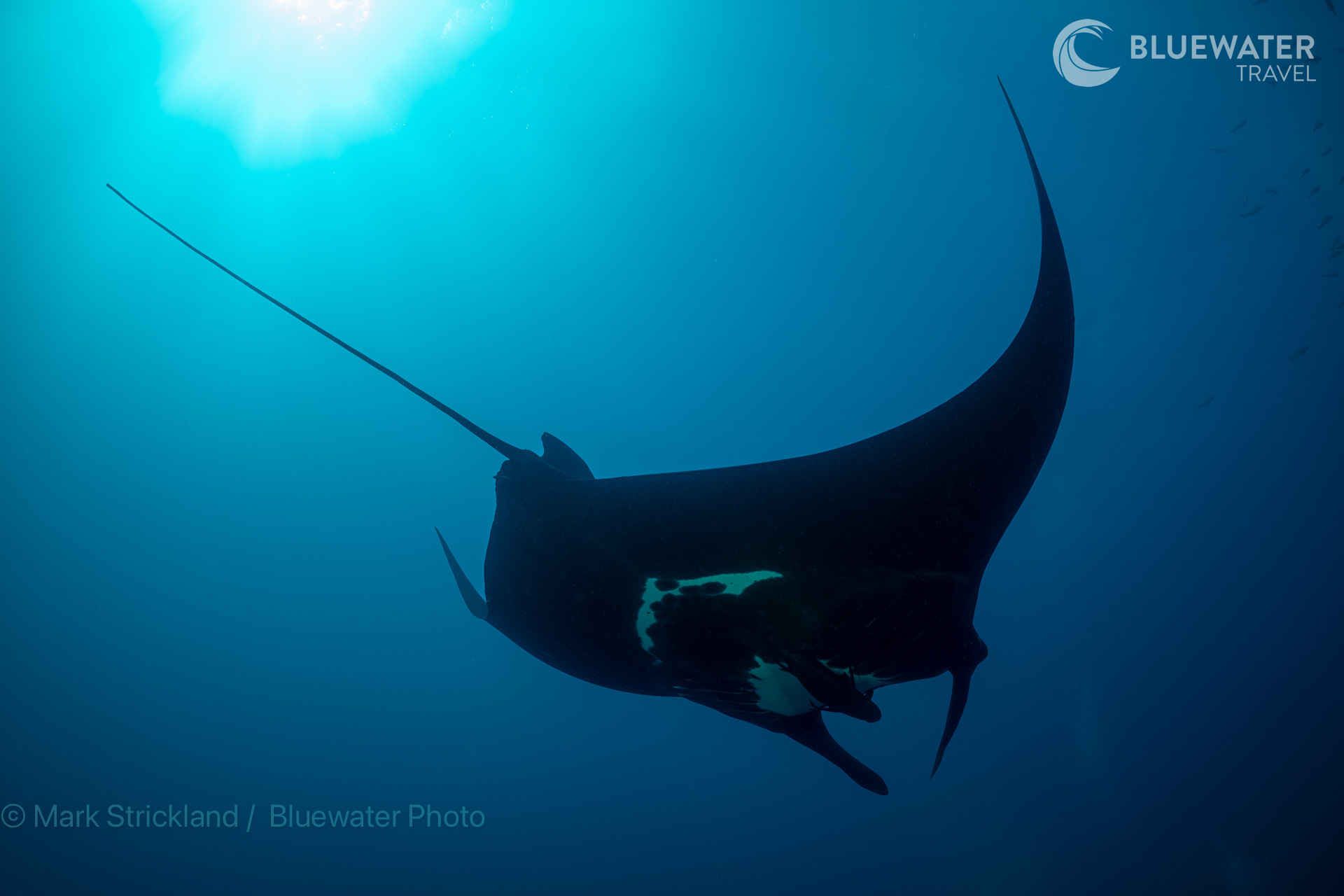 Socorro Trip Report February 2024 - Bluewater Dive Travel