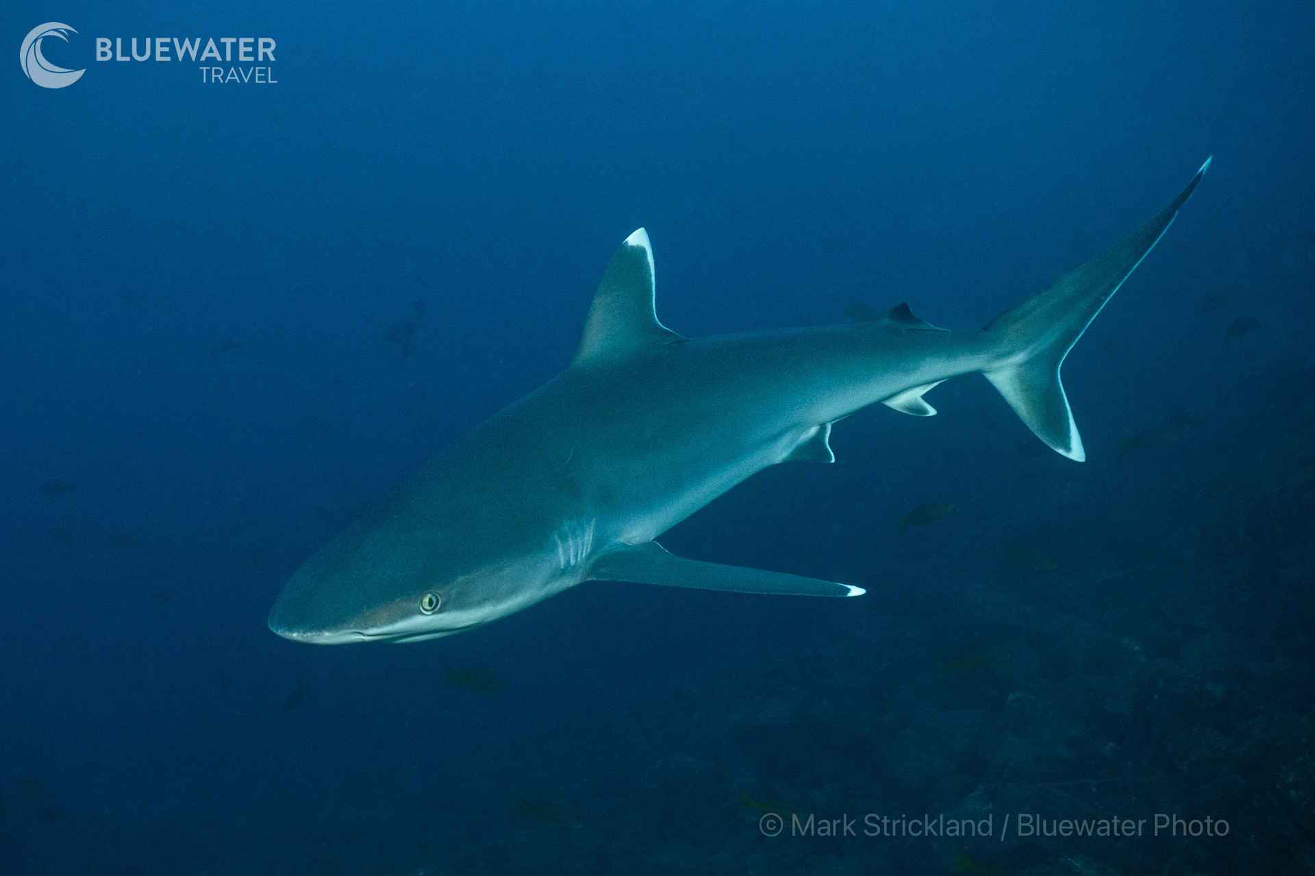 Socorro Trip Report February 2024 - Bluewater Dive Travel