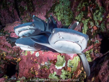 liveaboard diving