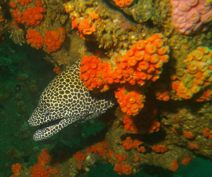 diving sri lanka