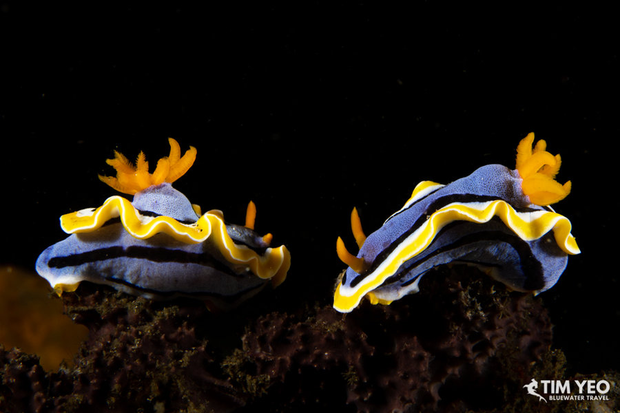 Nudibranchs in the Lembeh Strait