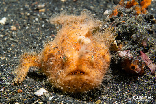 Hairy frogfish on the black sandy seafloor in Lembeh