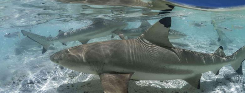 TOPDIVE French Polynesia Dive Vacation Packages Bluewater Dive Travel