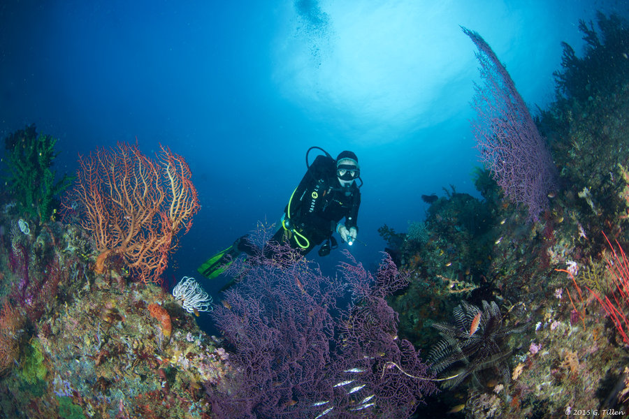 Triton Bay Divers