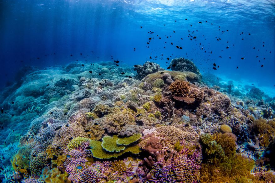 Tubbataha Reefs Natural Park is the epicenter of biodiversity of the Philippines