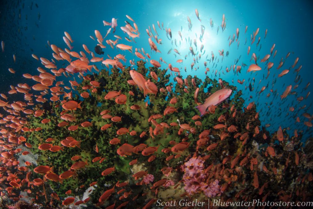 School of Anthias seen at Verde Island near Puerto Galera