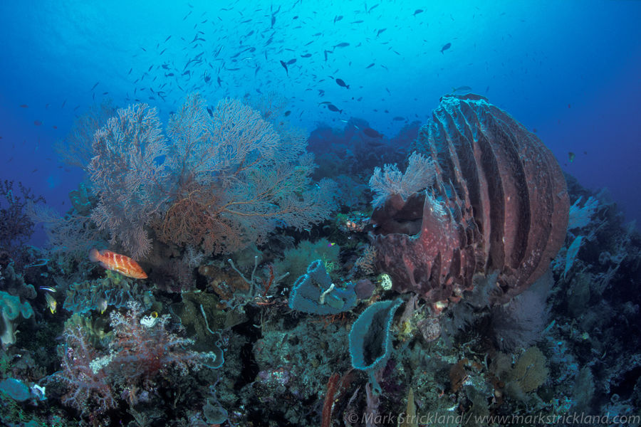 Wakatobi's reefs are teeming with sea life.