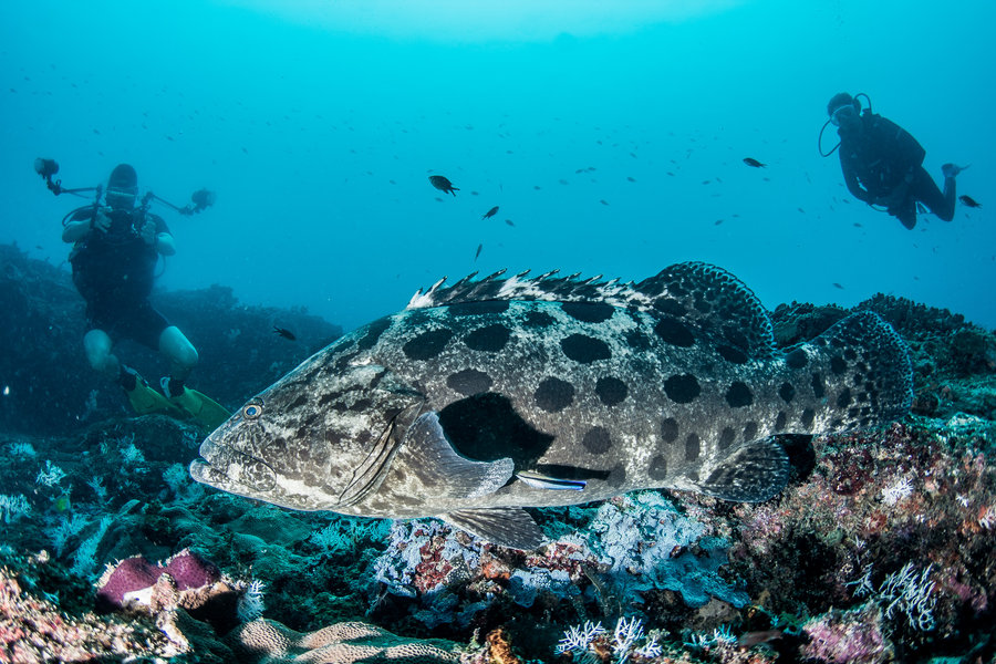 Scuba Diving in Zanzibar, Tanzania, and Kenya