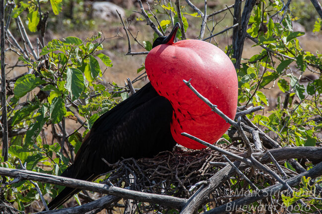 Red balloon frigate in Galapagos