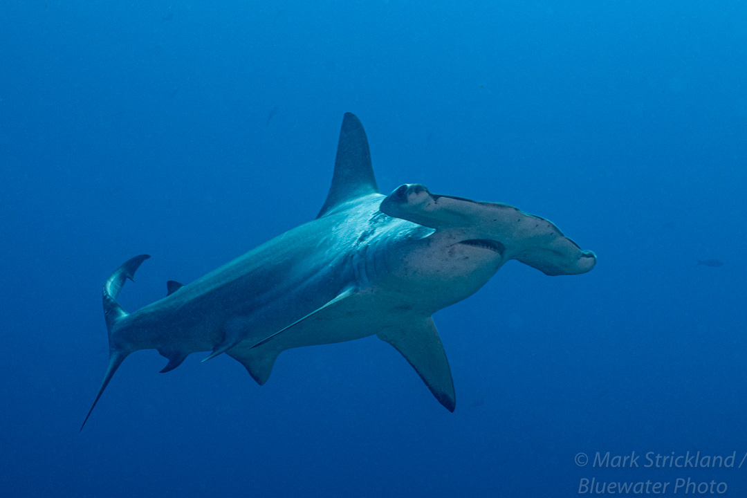 Hammerhead during a Bluewater group trip led by Mark Strickland