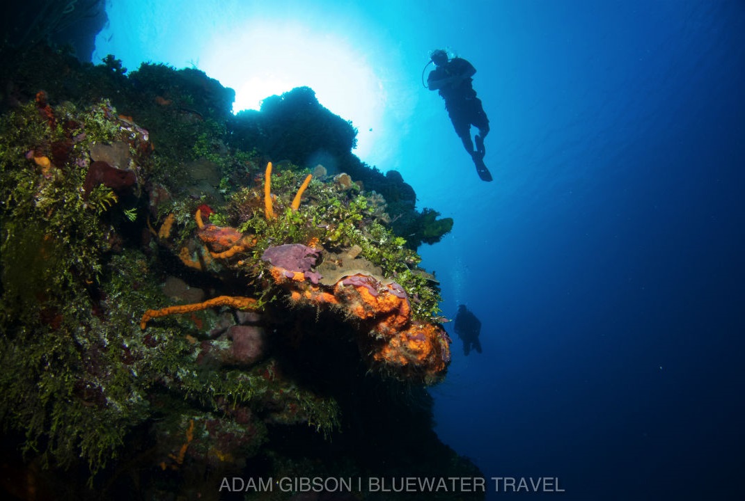 Diving in Riviera Maya, Mexico Bluewater Dive Travel