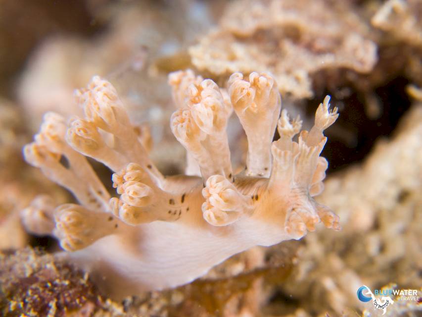 A nudibranch on a reef in Komodo