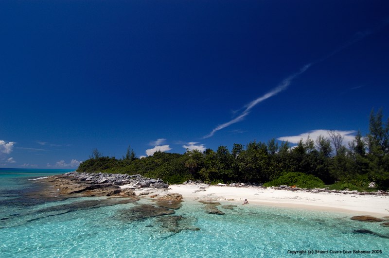 Stuart Cove's Dive Bahamas Trip Reviews, Photos & Special