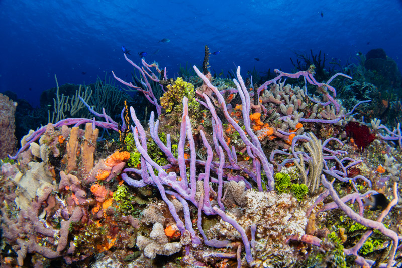 Cozumel Reef 2023 by Nirupam Nigam