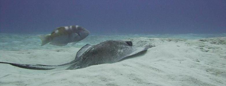 Dressel Divers Montego Bay Dive Trip Reviews, Photos & Special Rates Bluewater Dive Travel