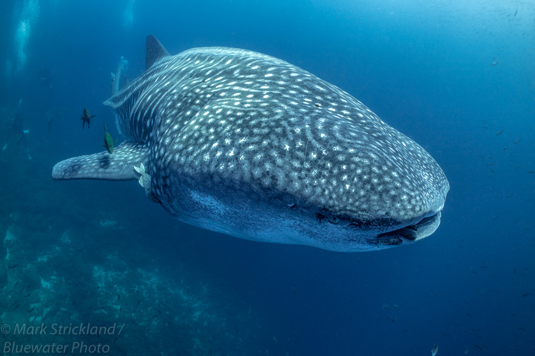 Whale shark in Galapagos, April 2022