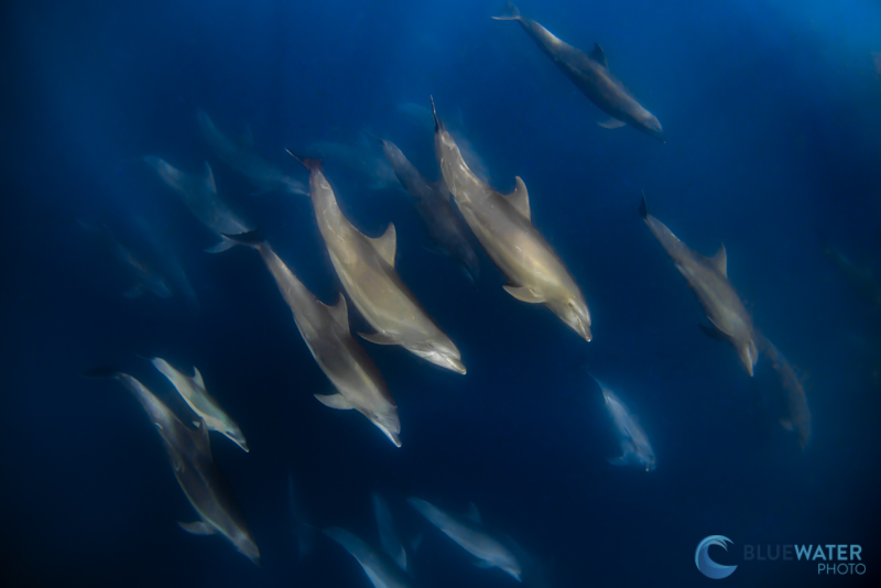 Baja dolphins