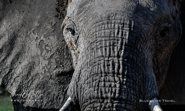BWT Safari Elephant