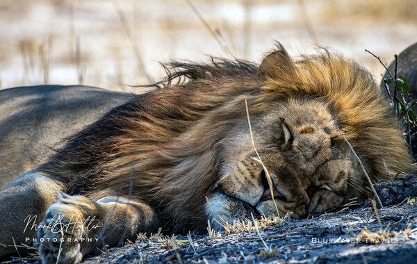 BWT Safari Lion