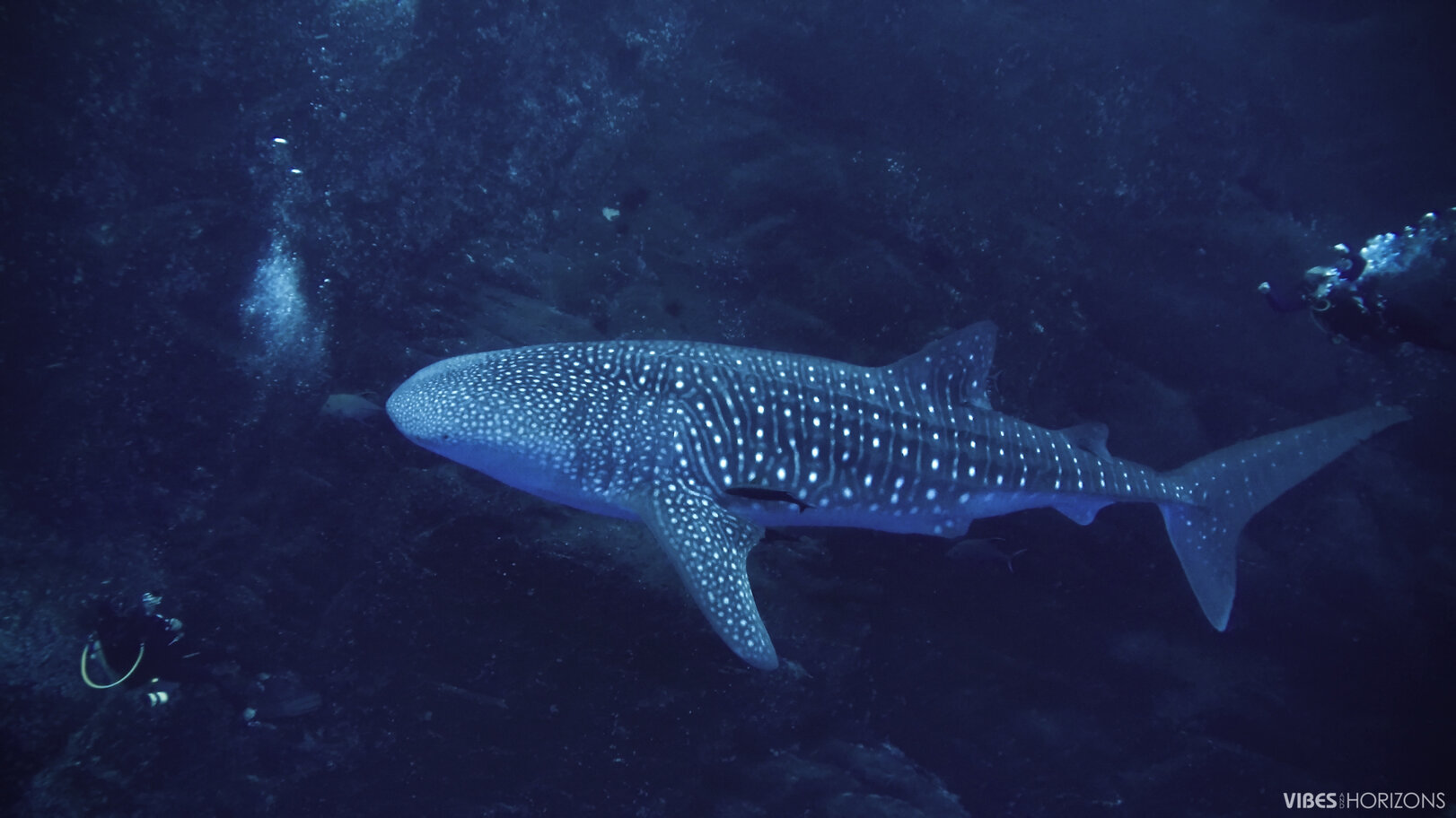 Swim Or Dive With Whale Sharks
