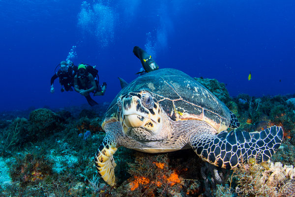 Living Underwater Cozumel Dive Trip Reviews, Photos