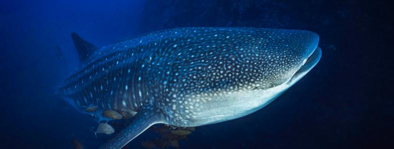 La Paz Whale Shark