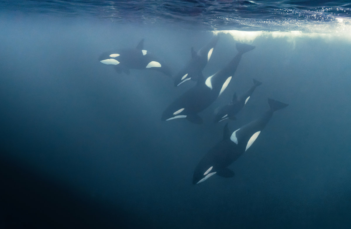 Norway Orca Trip 2022