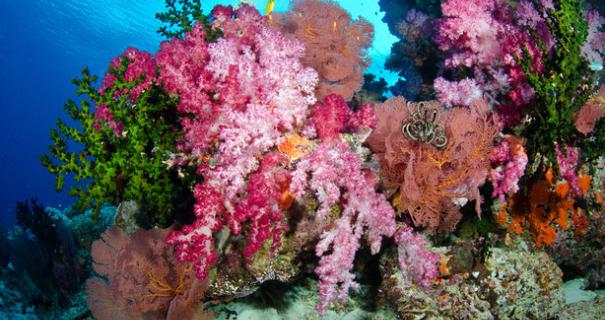 Vibrant corals adorn a reef in Fiji