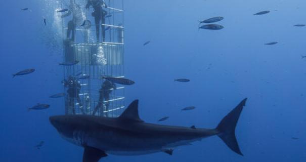 A great white shark circles a cage of divers in Guadalupe.