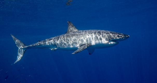 great white shark guadalupe