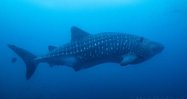 A whale shark seen during travel to the Galapagos Islands.