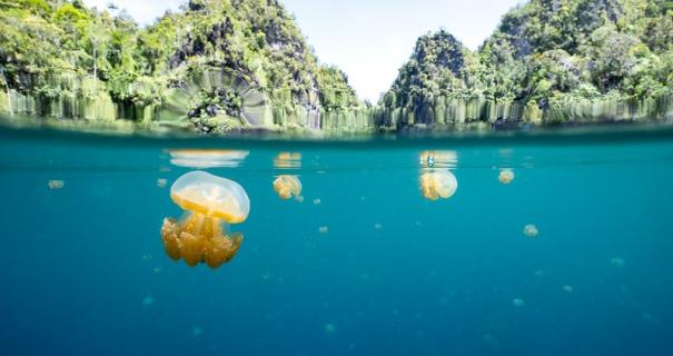 Jellyfish swimming near the surface of Jellyfish Lake