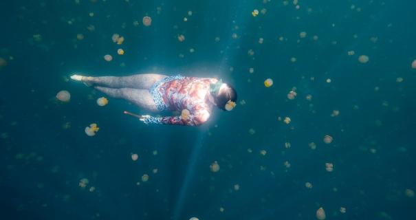A snorkeler underwater surrounded by harmless jellyfish