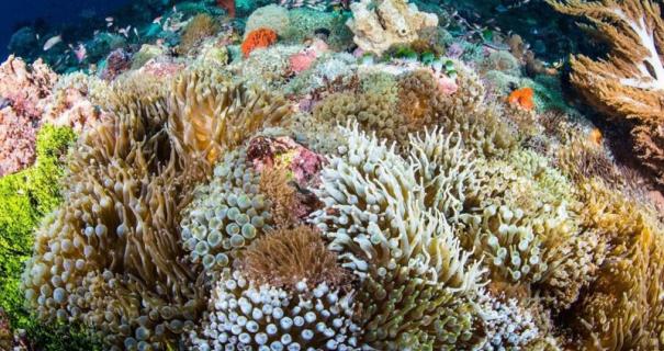 A vibrant coral reef in Alor